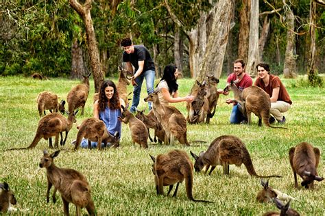 Adelaide Zoo 2025 | Best-tickets.com.au