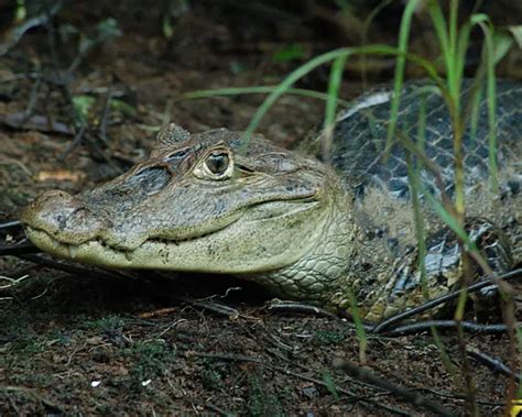 Spectacled Caiman - Facts, Diet, Habitat & Pictures on Animalia.bio