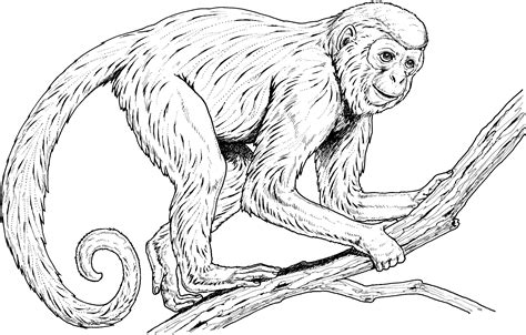 Realistic Monkey Coloring Pages - JadynropVega