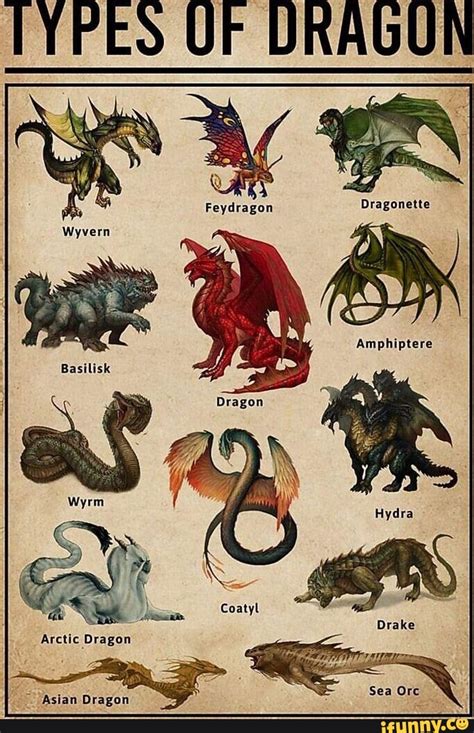 TYPES UF DRAGUN Dragonette Amphiptere Basilisk Coatyl Drake Arctic ...