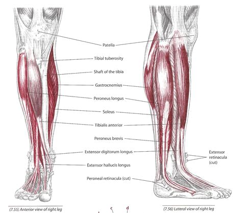 The Tibialis Anterior Muscle - CoreWalking