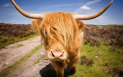 Download Animal Highland Cattle HD Wallpaper