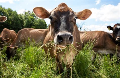 Harvard Study Finds Shift to Grass-Fed Beef Would Require 30% More ...