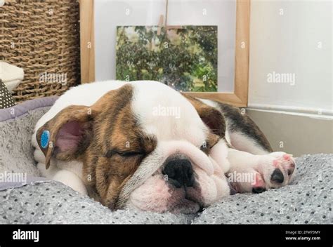 Close up sleeping english bulldog hi-res stock photography and images ...