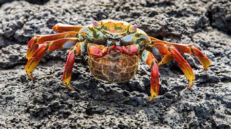 Crab on rock wallpaper - Animal wallpapers - #32984