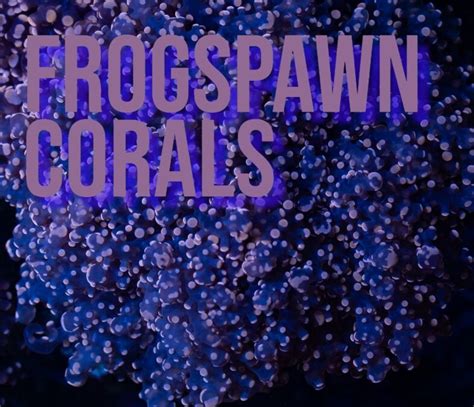 Frogspawn Coral Frags Archives - Vision Aquatics