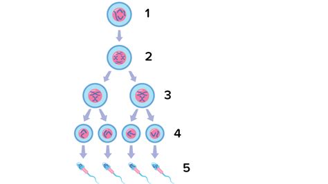 Perhatikan Gambar Skema Spermatogenesis Di Bawah I - Riset