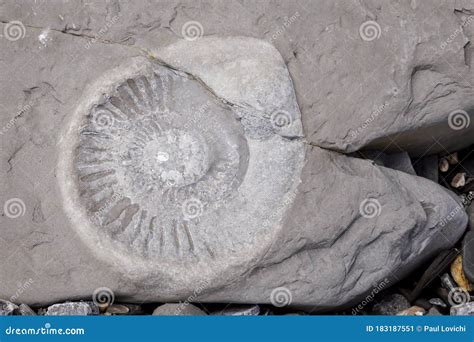 Fossils on the Beach at Jurassic Coast Stock Image - Image of dorset ...