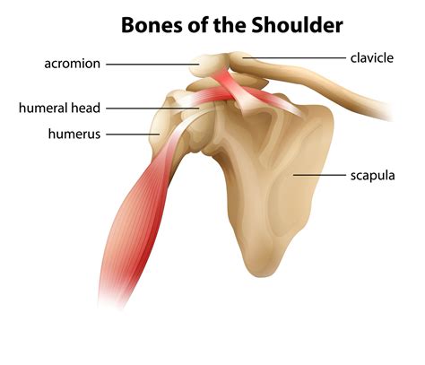 Shoulder Pain Treatment: Shoulder Impingement P2 | Van Sports & Physio