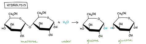 Chemistry Class 12 NCERT Solutions: Chapter 14 Biomolecules Part 5 ...