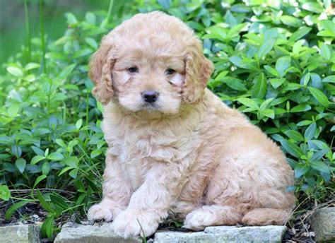 Cockapoo Puppies for Sale - Keystone Puppies