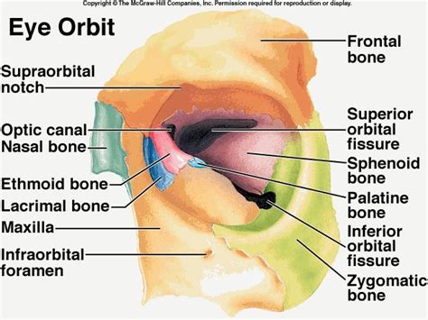 Eye orbit | Eye anatomy, Human anatomy and physiology, Medical knowledge