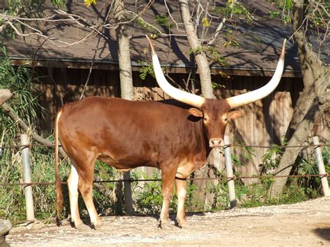 Ankole-Watusi Cattle - The Livestock Conservancy