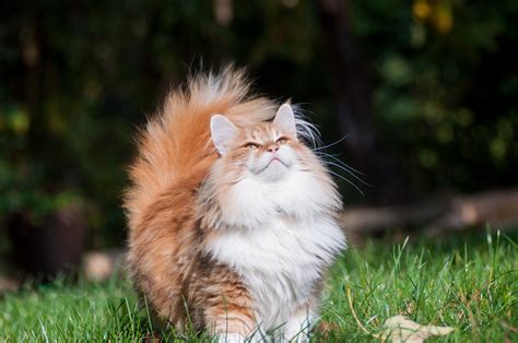 Norwegian Forest Cat breed info & health advice | Everypaw