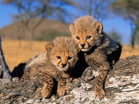 cheetah cubs - Baby Animals Photo (19799661) - Fanpop