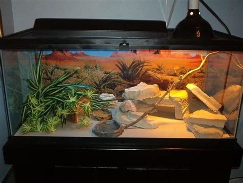 Bearded Dragon Cage Setup Guide - Reptile Care - All Pet Care