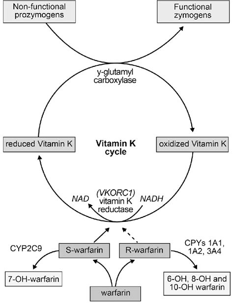 Pharmacology and mechanism of action of warfarin | Download Scientific ...