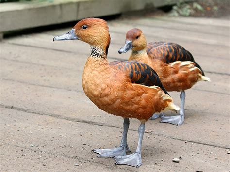 Fulvous Whistling Duck Hunting - Waterfowlers Challenge