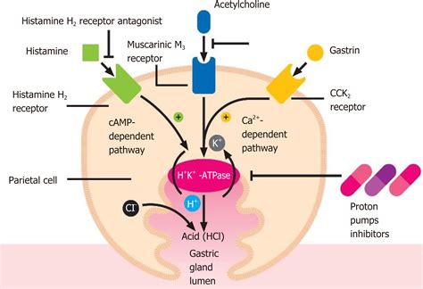 Paradoxical relationship between proton pump inhibitors and COVID-19: A ...