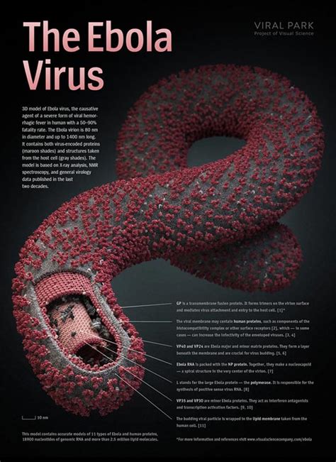 Visual Science's Ebolavirus 3D Model is 10 Times More Complex Than ...