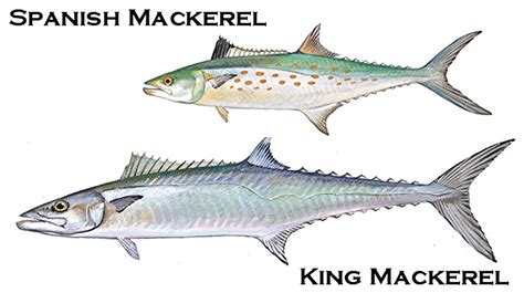 Make sure you can distinguish Spanish mackerel from king mackerel