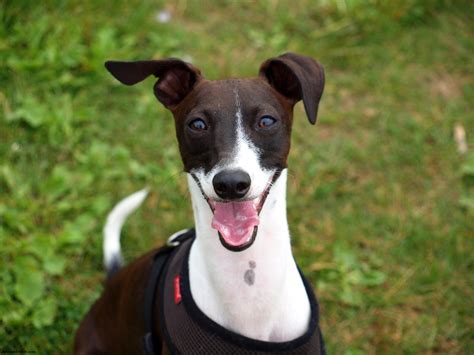 Italian Greyhound - Puppies, Rescue, Pictures, Information, Temperament ...