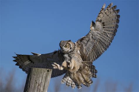 Great Horned Owl Talons