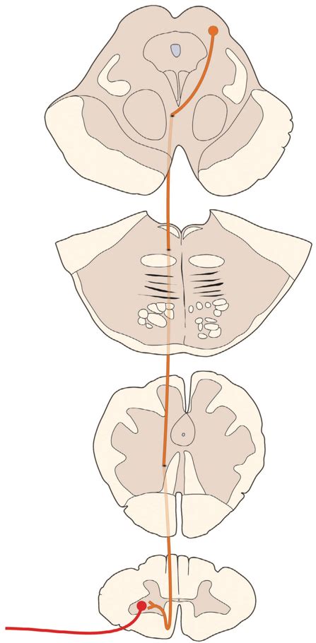 Tectospinal tract Diagram | Quizlet