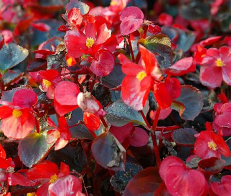 Begonia Wax Red Begonia Semperflorens Seeds