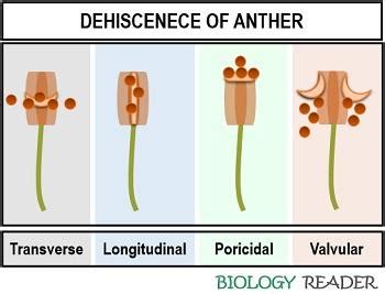 What is Anther? Definition, Structure, Video, Types & Functions ...