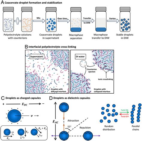 Manipulation of coacervate droplets with an electric field | PNAS