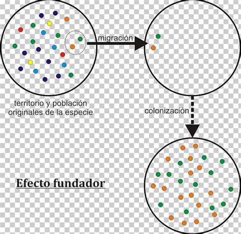 Founder Effect Genetic Drift Speciation Genetics Evolution PNG, Clipart ...