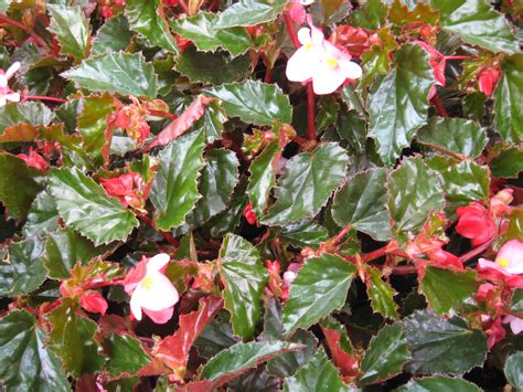 10 Varieties of Begonias for Gardens and Containers