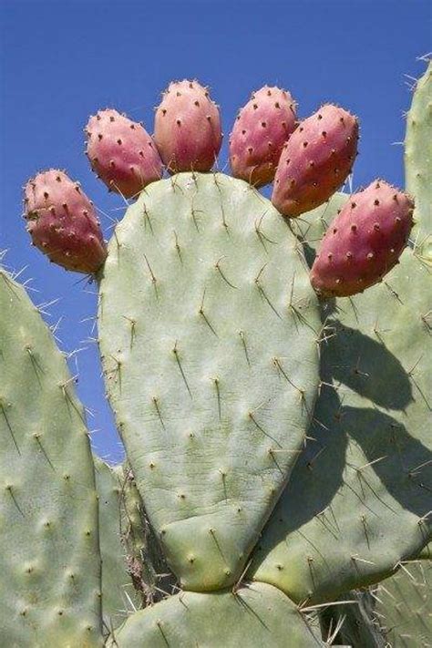 Opuntia Monacantha drooping prickly pear/variegata live | Etsy