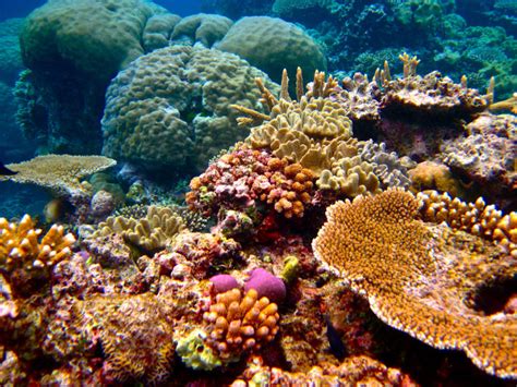 Coral Reef Discovered Near Amazon River Shocks Scientists