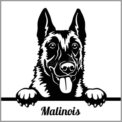 Face Belgian Malinois Drawing - img-poppy