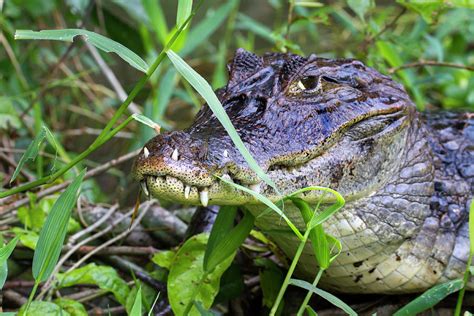 Spectacled Caiman With Teeth In Lips Photograph by Ivan Kuzmin - Pixels