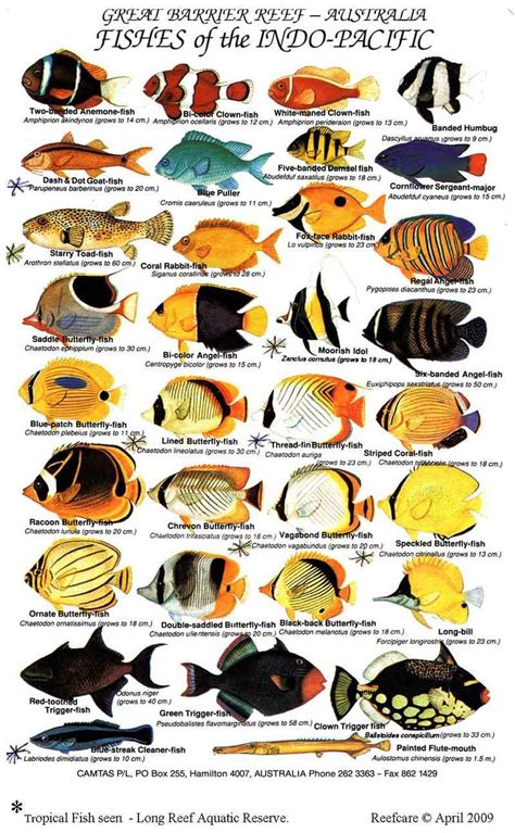 Types Of Aquarium Fish Saltwater