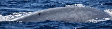 Understanding the movement of pygmy blue whales in New Zealand waters ...