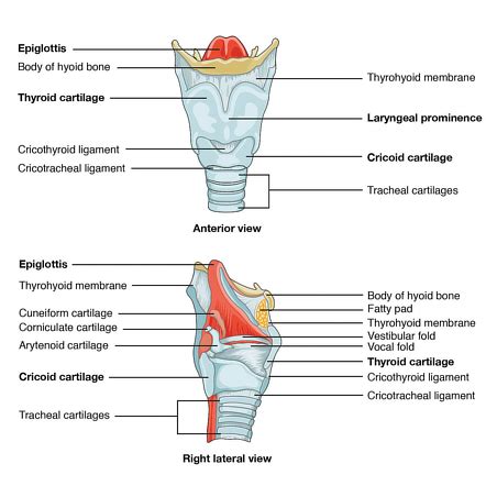 Corniculate cartilage | Radiology Reference Article | Radiopaedia.org