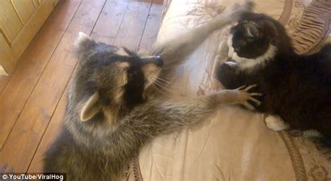 Adorable moment a curious raccoon attempts to become friends with a ...