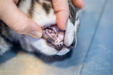 Telling a cat’s age by its teeth [or the lack of them] NEW