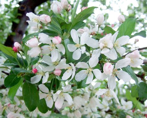 13 Stunning Crabapple Trees That Add Long-Lasting Color to Your ...