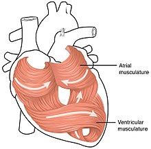 Cardiac muscle - Wikipedia