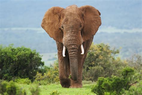 Cancer : les éléphants préservés grâce à un gène zombie