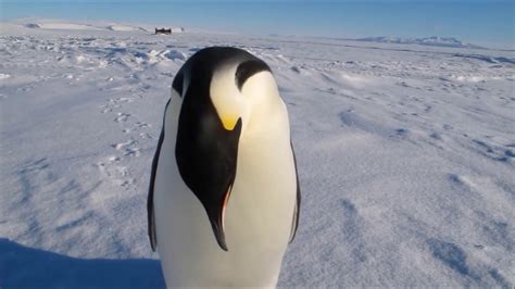 Penguin Sounds HD - YouTube