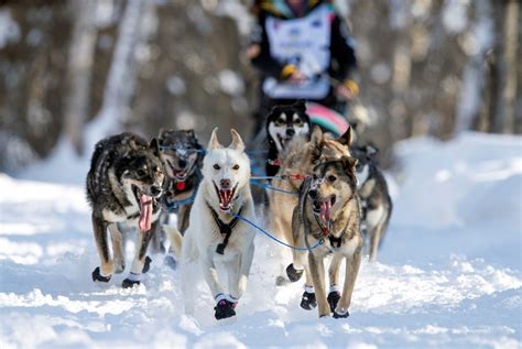 Life of a Long Distance Sled Dog Musher Iditarod Alaska Iditarod & Dog ...