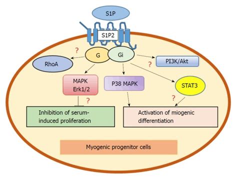 Regulatory role of sphingosine kinase and sphingosine-1-phosphate ...