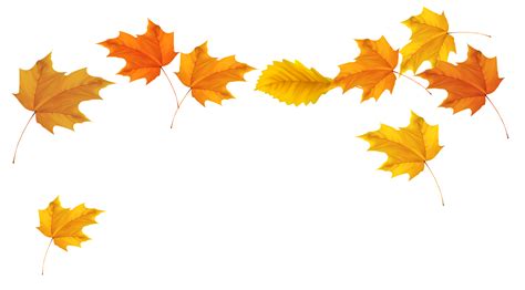 fall leaves transparent background - Clip Art Library