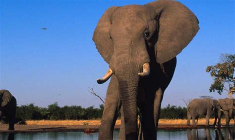 African Savanna Elephant | Photos | WWF